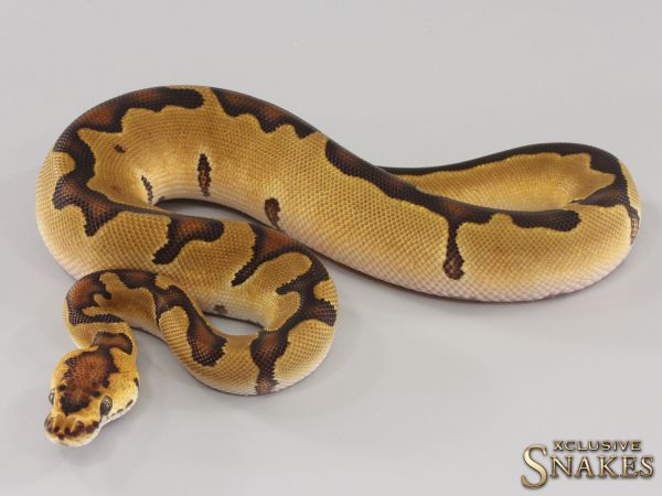 0.1 Enchi Clown het Ultramel 2023