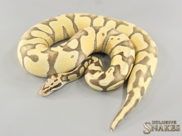 1.0 Pastel Vanilla Enchi Desert Ghost 2021