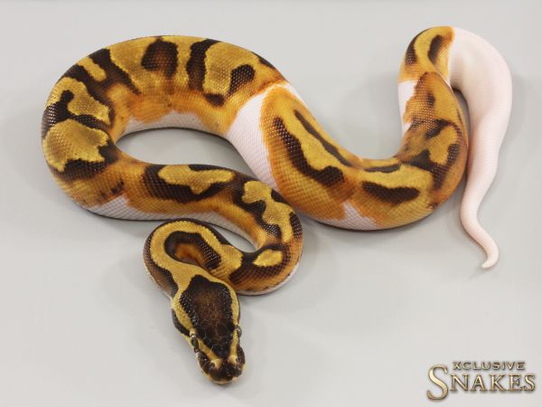 1.0 Enchi Piebald 2023