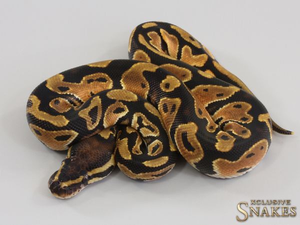 1.0 Orange Dream double het Clown Piebald 2023