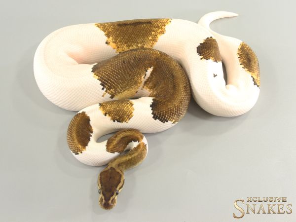 1.0 Gravel GHI Pinstripe Piebald 2023