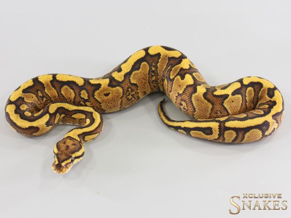 0.1 Red Stripe Vanilla Yellow Belly double het Ultramel Clown 2026