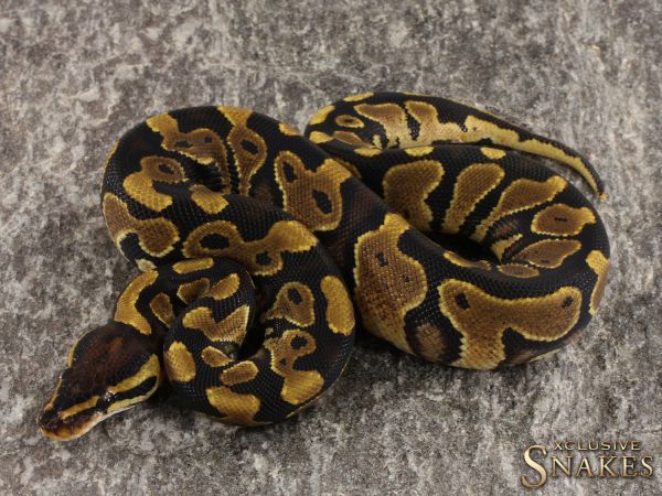 0.1 Yellow Belly het Clown 2022