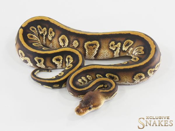 0.1 Cypress Copper het Clown 2026