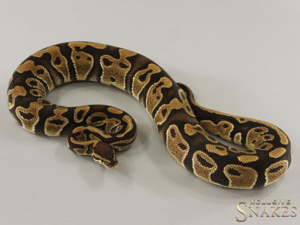 0.1 Triple het Lavender Clown Piebald 2022 (850g @03/2024)