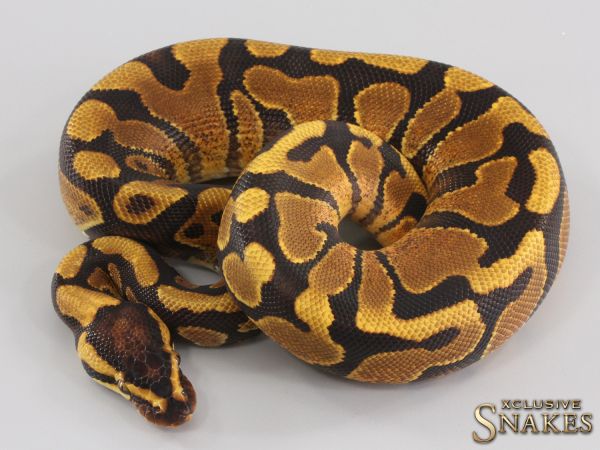 1.0 Enchi Fire Yellow Belly NR Mandarin het Hypo 2023