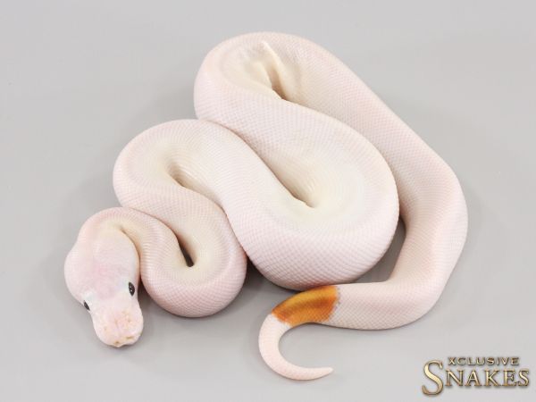 1.0 Special Orange Dream Piebald het Hypo 2023