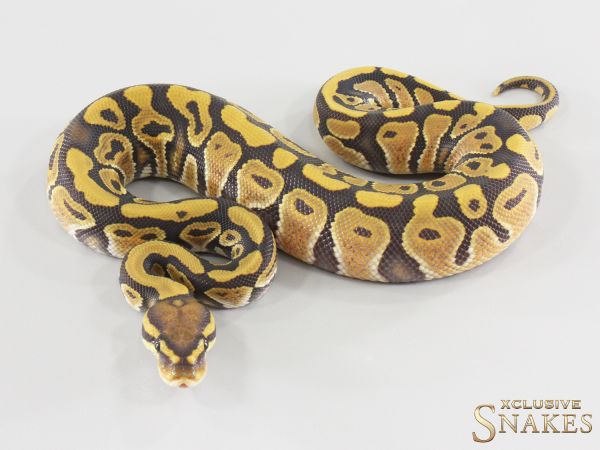 1.0 Hypo double het Desert Ghost Clown 2026