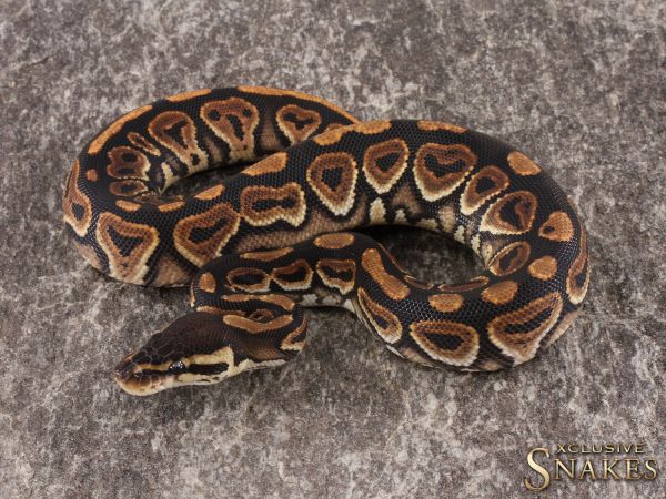 0.1 Black Pastel het Clown 2022