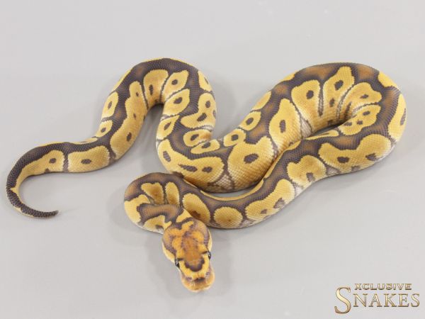 0.1 Hypo Desert Ghost Clown 2026