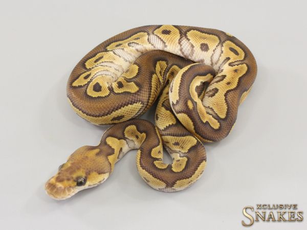 0.1 Mojave Clown 2023