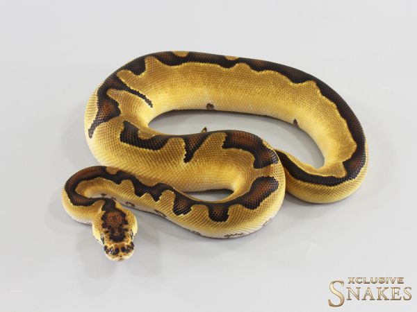 1.0 Enchi Clown het TSK Axanthic 2026
