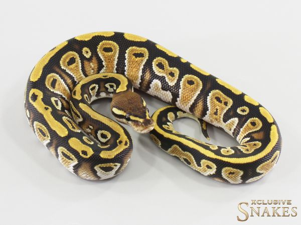 1.0 Cypress Orange Dream triple het Hypo Clown Piebald 2026