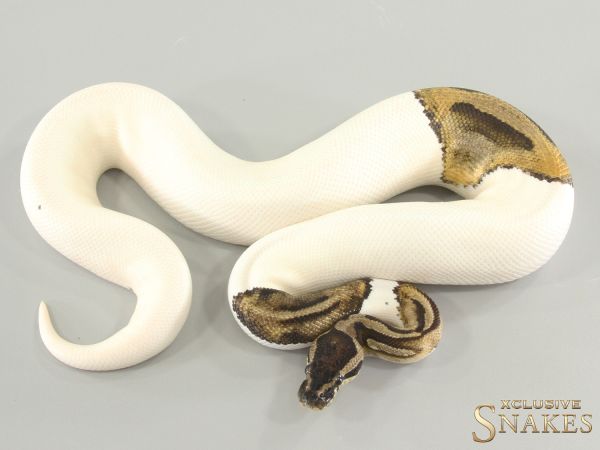 1.0 Piebald double het Hypo Desert Ghost 2023