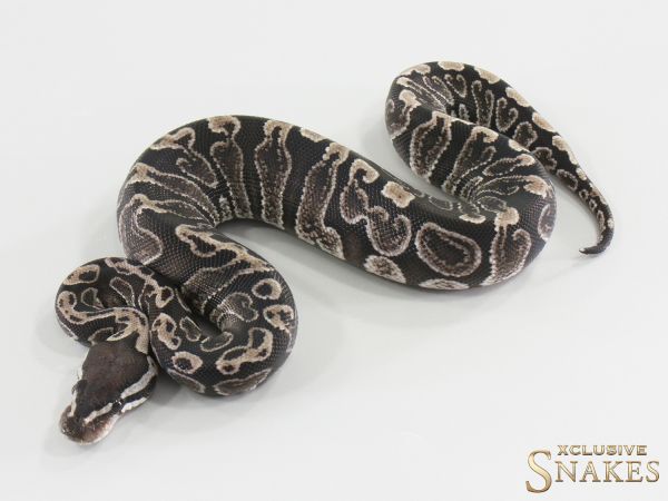 0.1 GHI TSK/Black Axanthic het Clown 2026