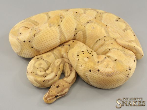 1.0 Orange Dream Banana het Desert Ghost (FMaker) 2021