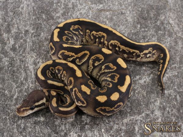 0.1 Black Pastel Het Red Axanthic Yellow Belly/Gravel 50% het Clown 2021