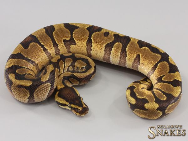 1.0 Enchi Gravel double het Desert Ghost Piebald 2023