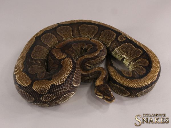 0.1 Red Stripe pos het Genetic Stripe 2011