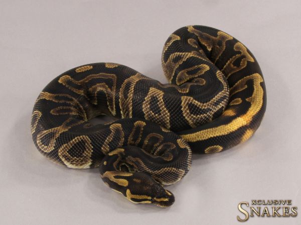 0.1 GHI Leopard 66% het Clown (800g @12/2022) 2021