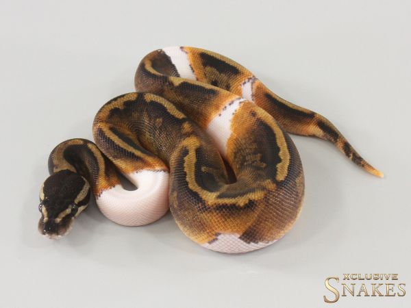 0.1 GHI Piebald 2025