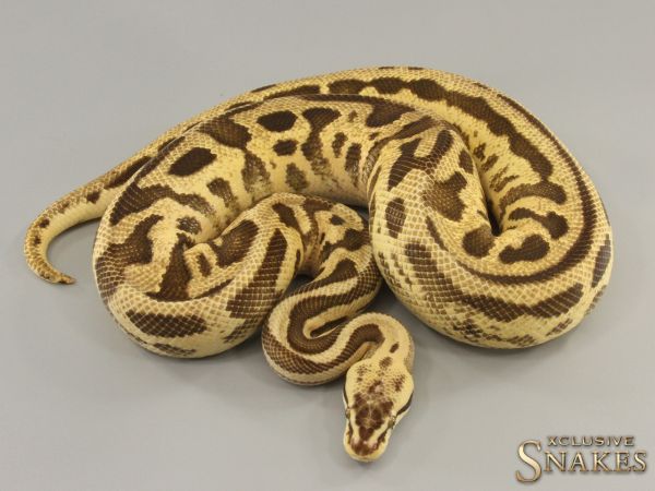 1.0 Firefly Leopard triple het Desert Ghost Clown Piebald 2020