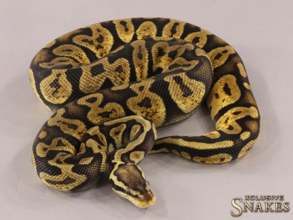 0.1 Pastel GHI het Desert Ghost 2021 (1160g @03/2024)