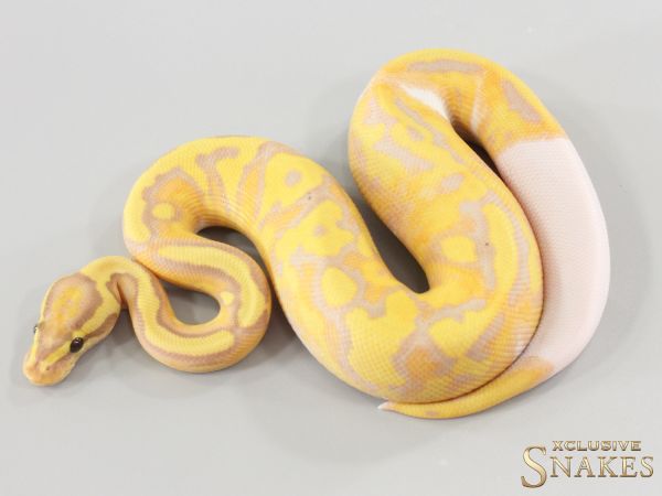 1.0 Banana Enchi pos Red Stripe Piebald double het Lavender Clown (FMaker) 2026