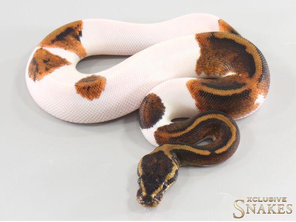 0.1 Copper Yellow Belly Piebald 2026