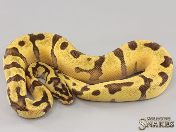 1.0 Pastel Super Enchi Vanilla double het Desert Ghost Piebald 2023