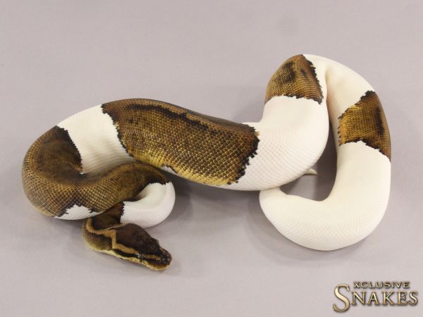 0.1 Pastel Copper Piebald 2021 (850g @10/2023)