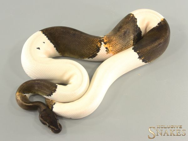 1.0 Copper GHI Piebald 2021