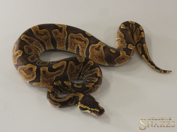 0.1 Enchi GHI double het Desert Ghost Piebald 2024 (1,4kg 05/2026)