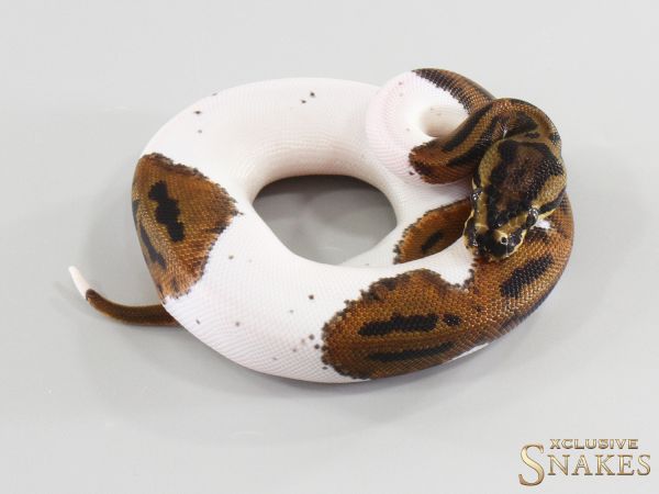 0.1 Confusion Piebald 2026