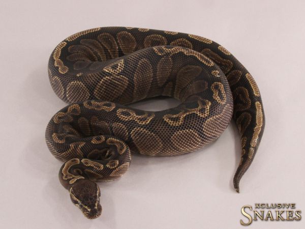 0.1 Confusion Het Red Axanthic GHI het Hypo 2021 (2330g @03/2024)