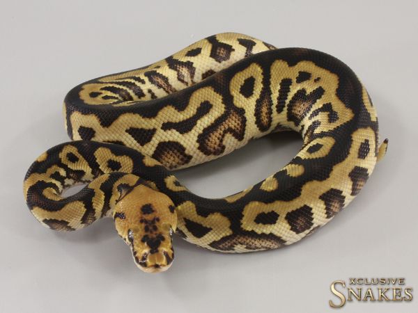 0.1 Spotnose Clown het Piebald 2023