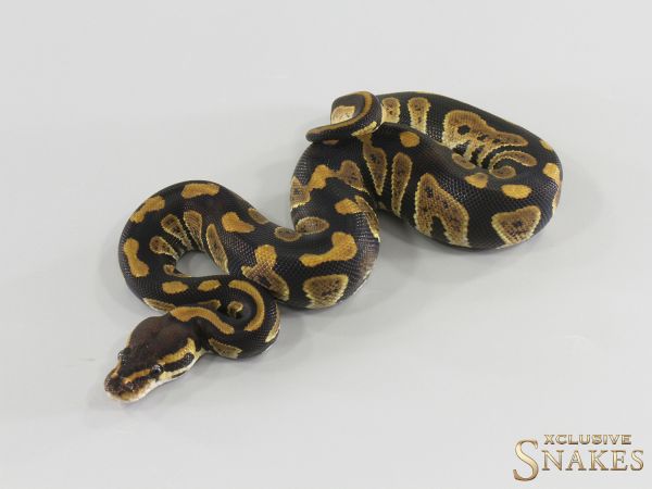 0.1 Chocolate double het Hypo Clown 2026
