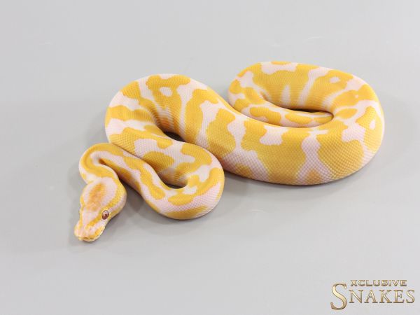0.1 Gravel pos Red Stripe Lavender double het Clown Piebald 2026