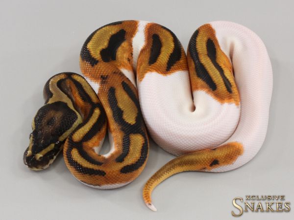 0.1 Orange Dream Piebald 50% het Axanthic 2023