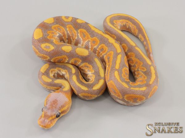 1.0 Copper Special Banana het Piebald 66% het Desert Ghost 2023