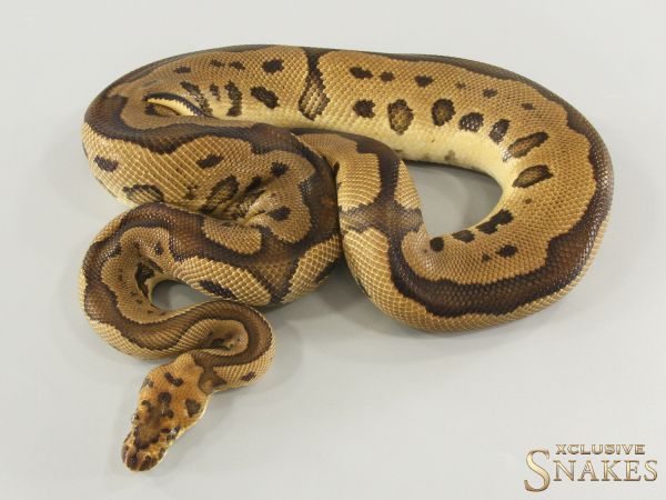 1.0 Leopard Gravel Clown het Hypo 2023