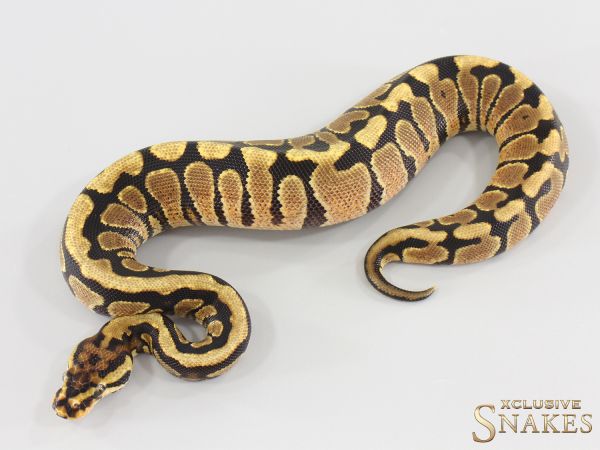 0.1 Spotnose Red Stripe Gravel double het Desert Ghost Clown 2025