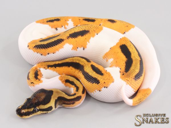 0.1 Orange Dream Yellow Belly Piebald het Clown 2023