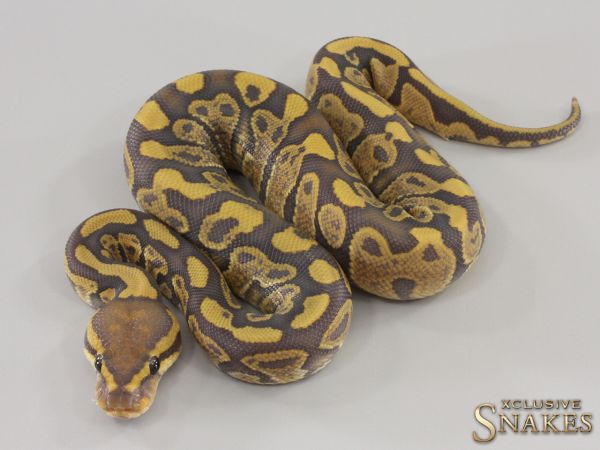 1.0 Sable Hypo het Piebald 2023