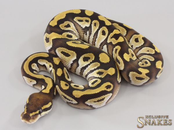 1.0 Mojave double het Hypo Clown 50% het Desert Ghost 2023