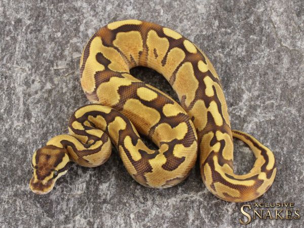 0.1 Enchi Fire Special het Piebald 2021