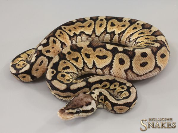 0.1 Pastel Het Red Axanthic double het Hypo Clown 2023