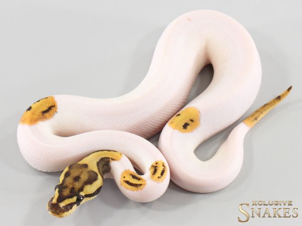 0.1 Fire Piebald het Hypo 2026