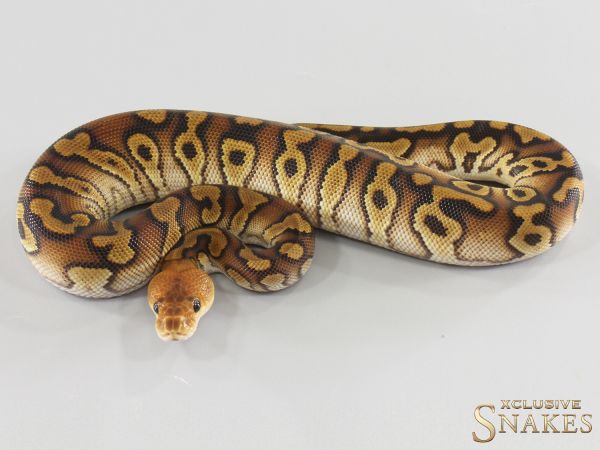 0.1 Cypress Clown het Ultramel (A) 2026
