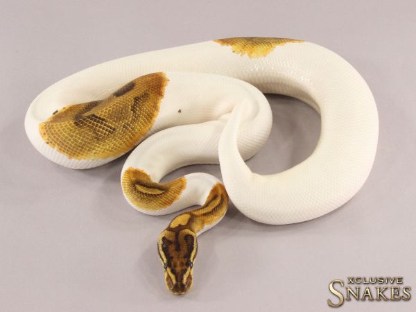 0.1 Enchi Special Piebald 2021 (2140g @03/2024)